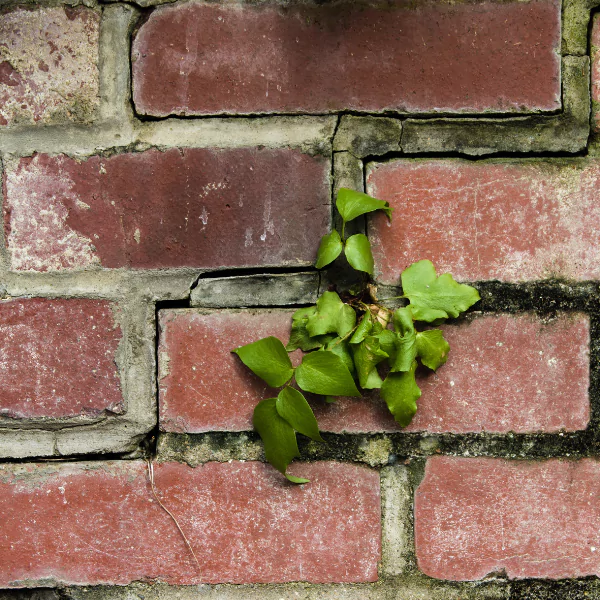 An image of cracked mortar joints in brickwork.